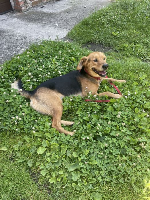 Oddam pieska za darmo