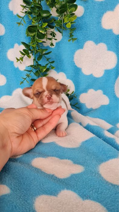 Estupendo mini Chihuahua/Chiuaua de Qualidade.LinhagemRussa