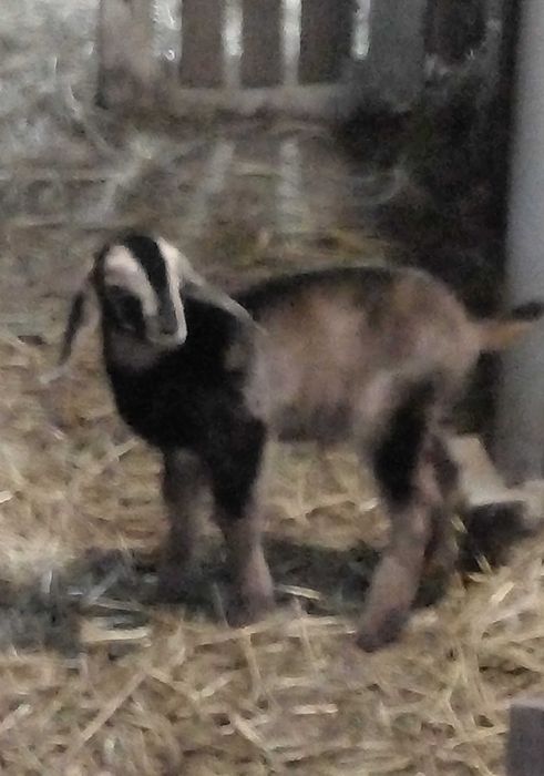 100% козочка д.н.31.12.24