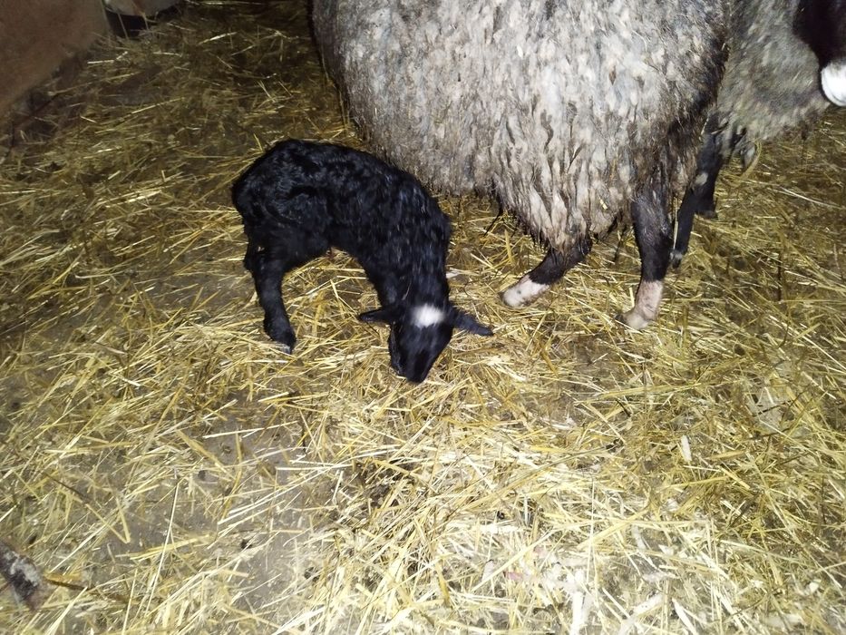 Вівці Ягнята Баран Романівська