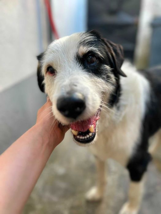 Pirata esta em busca de uma nova familia - Cão para adoção Responsavel