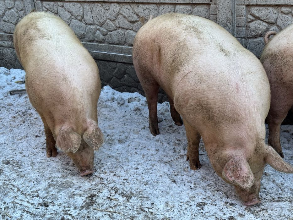 Продамо свинки вагою 180+