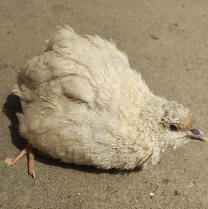 Інкубаційні яйця перепілки Селадон