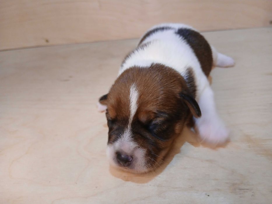 PIESEK Jack Russell Terrier FCI/ZKwP (szczeniak, gładkowłosy, pies)