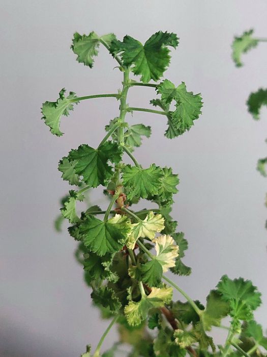 Пеларгонія Crispum Peach Cream - величезне дерево