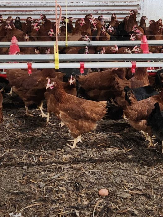 Kury nioski Rosa z wolnego wybiegu. Leghorn z jajkiem. Dowóz Gratis.