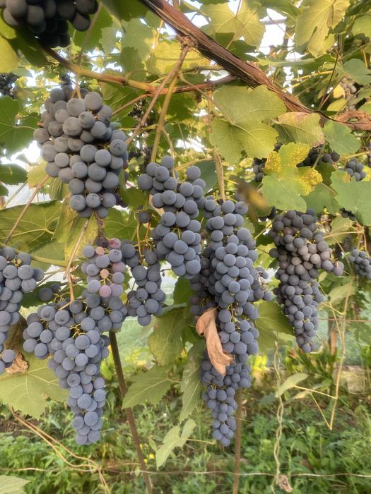 Winogron ciemny na wino do jedzenia