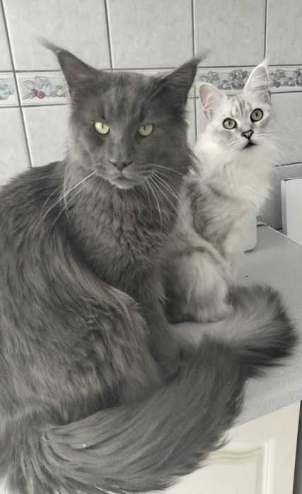 Rasowy kotek Maine Coon z rodowodem FPL– gotowy do zmiany domu!