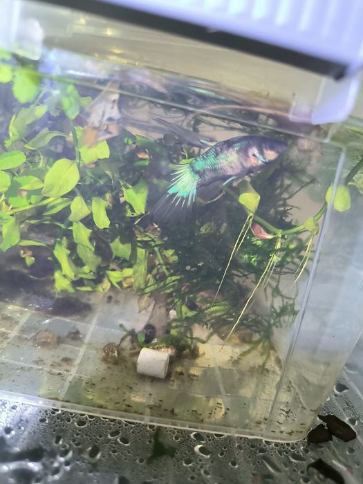 Betta halfmoon black turquoise metalic