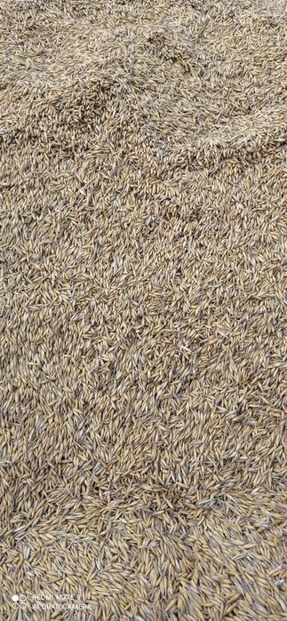 Sprzedam owies z 2025roku