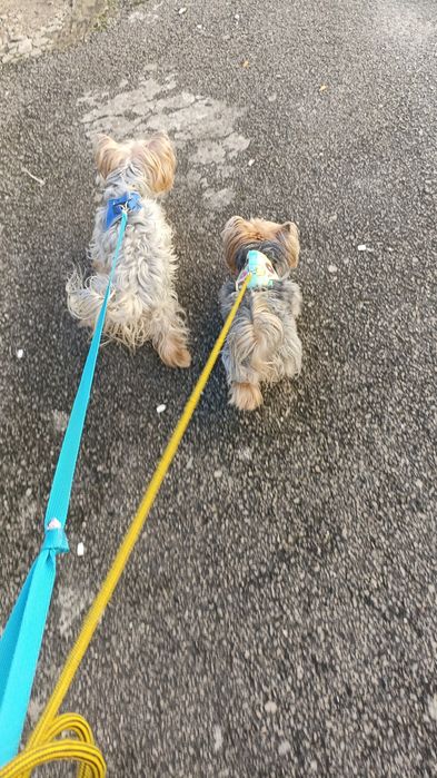 Pet Sitting(Canidelo ,Gaia)