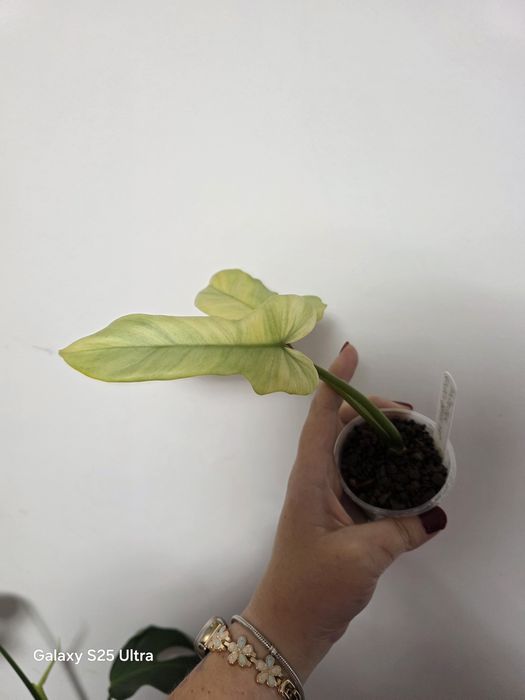 Philodendron golden dragon mint variegata
