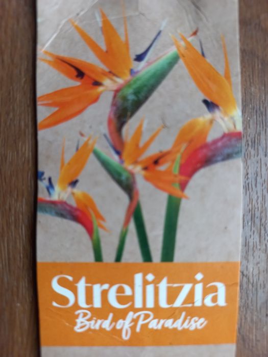 Стреліція "райска птаха"