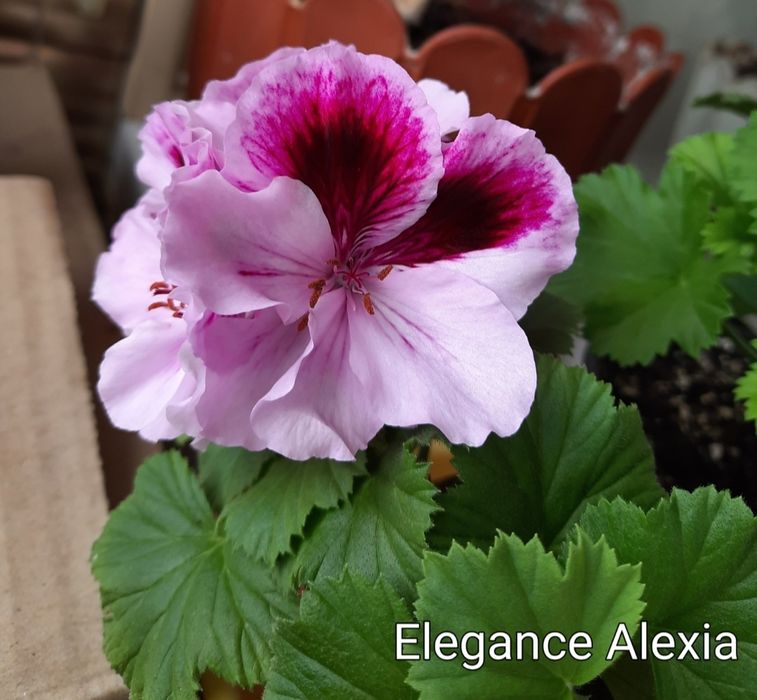 Королевские пеларгонии