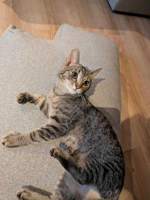 Bura mistrzyni polowania na wędki: Chmurka melduje gotowość do adopcji!
