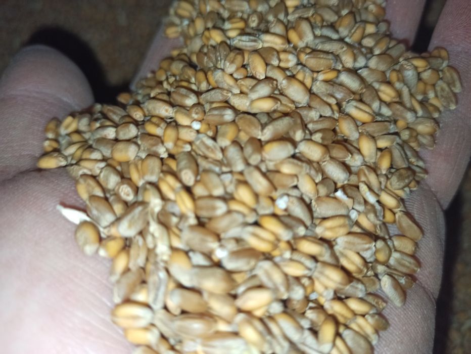 Pszenica ozima 2025r.