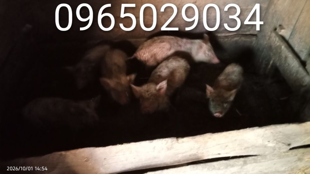 продаються поросята
