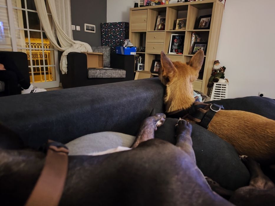 Dog Sitting / Ferias Caes
