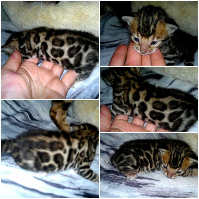 Яскраві бенгальські хлопчики і дівчатка BENn24