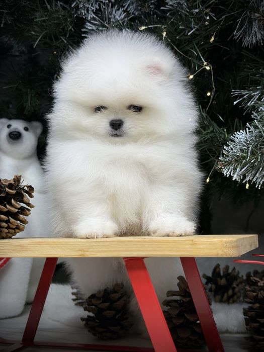 Срочно шпиц тип мишка в продаже