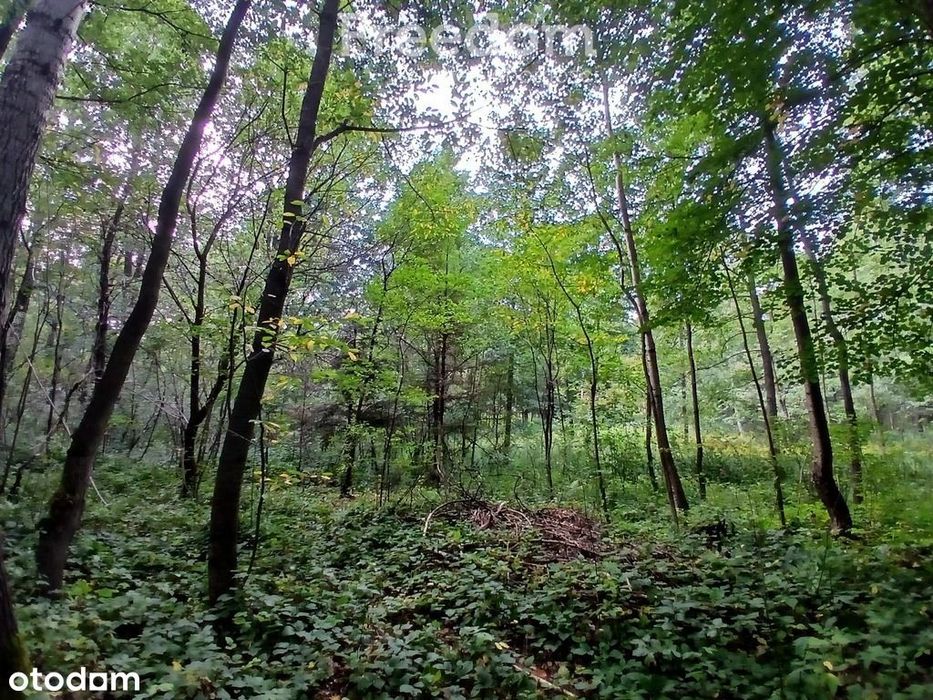 Działki leśne 19 ar – Rakszawa, Potok