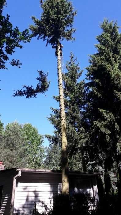 Wycinka Drzew Pielęgnacja Ogrodów