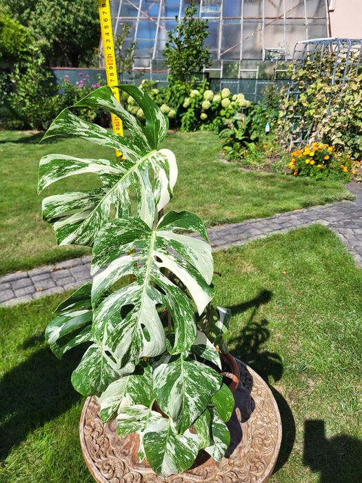 Monstera varigatte