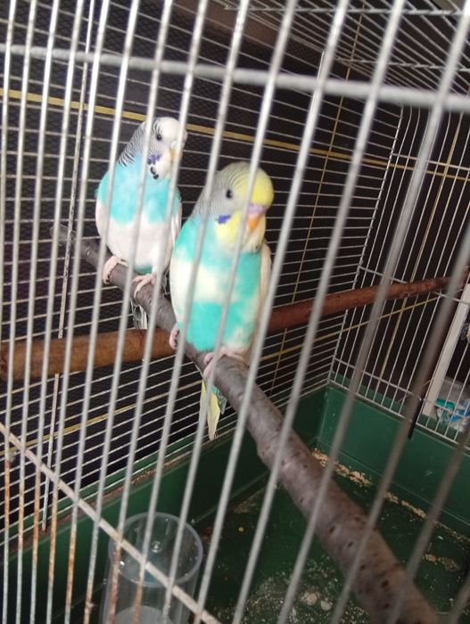 Sprzedam Papugi faliste