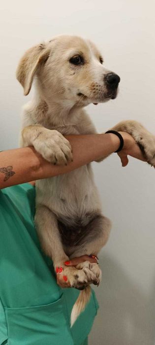 Cães para adoção