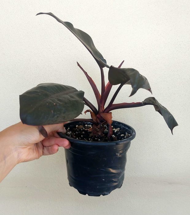 Planta Philodendron Black Cardinal