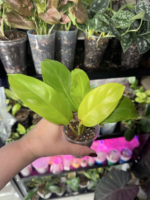 Philodendron Pink princess marble