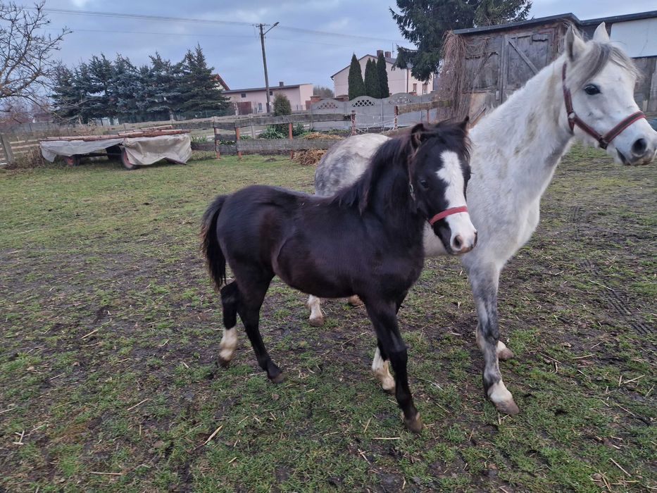 Ogierek kuc walijski odsadek PL PLUTON