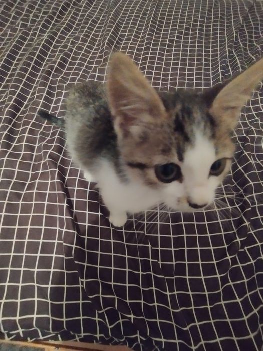 Віддам кошенят в добрі руки!