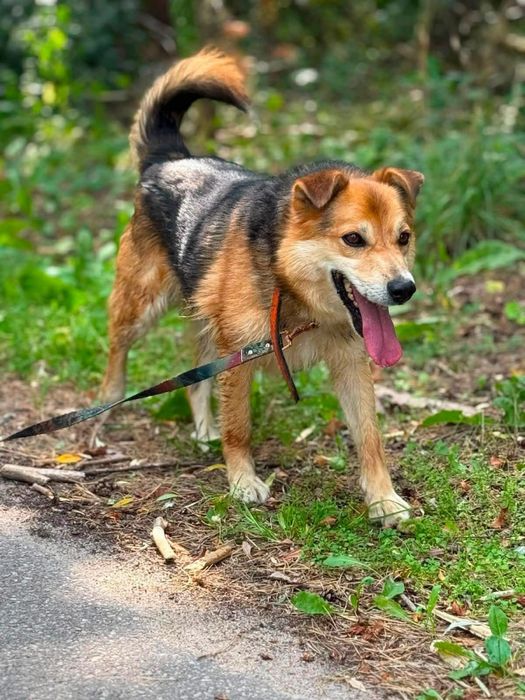 Wiper do adopcji super piesek