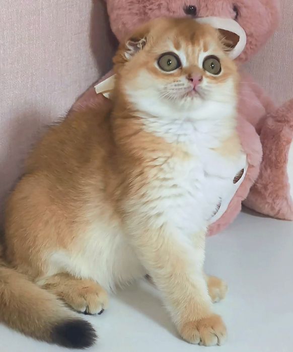 Золота шиншила котик котята кошенята котики