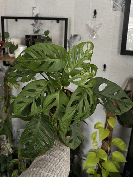 Кімнатні рослини. Варієгатні, ампельні. Монстера, Філодендрон, калатея