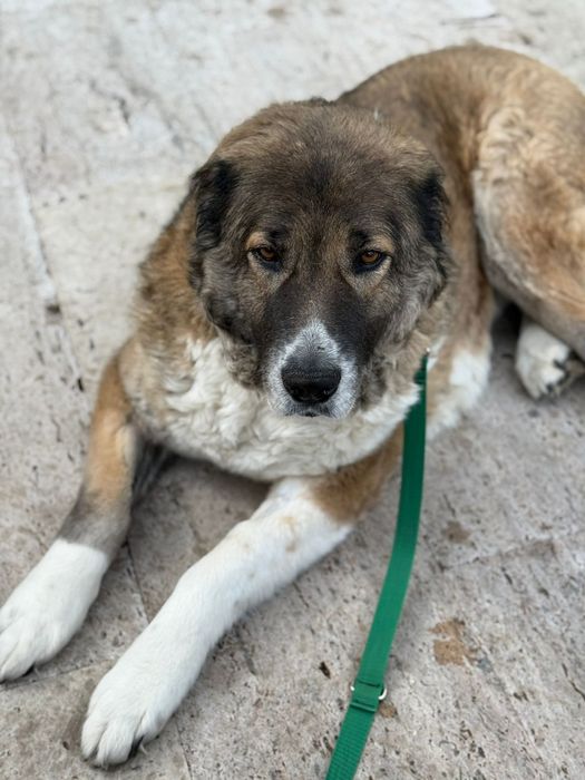 Bobo samiczka szuka swojego człowieka