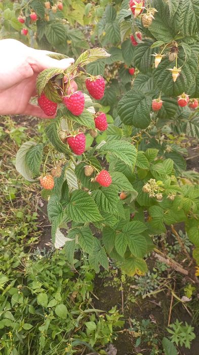 Продам садженеці ремонтантної малини