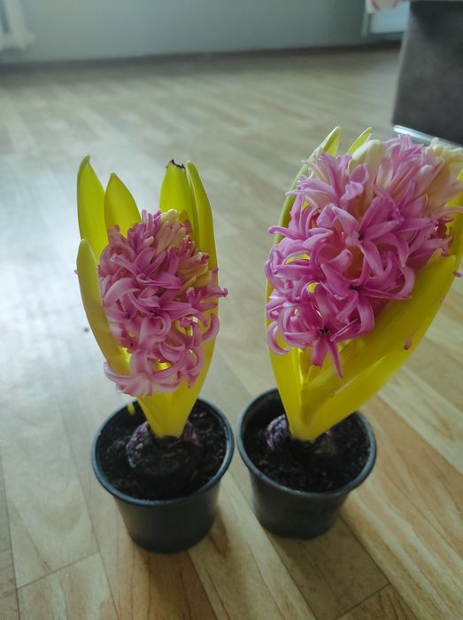 Гиацинт в горшке