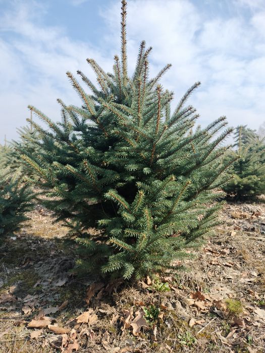 Spezedam Swierk srebrny i serbski !