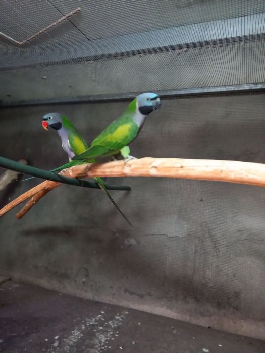 Casal reprodutor de Dervianas