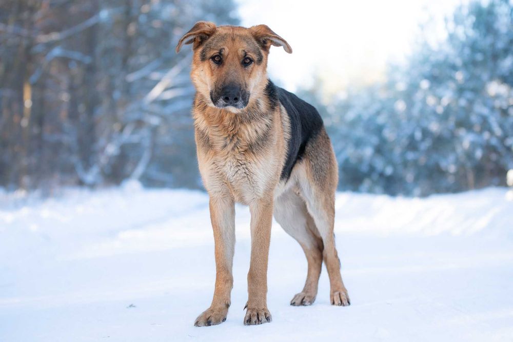 CCAMARO - duży, łagodny, przytulaśny