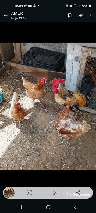 Galinha ,pintinhos e ovos