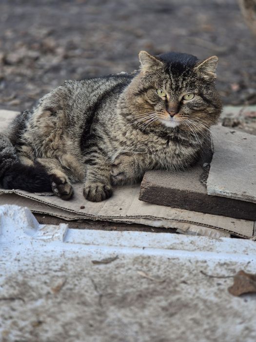 Котика  потрібен дім