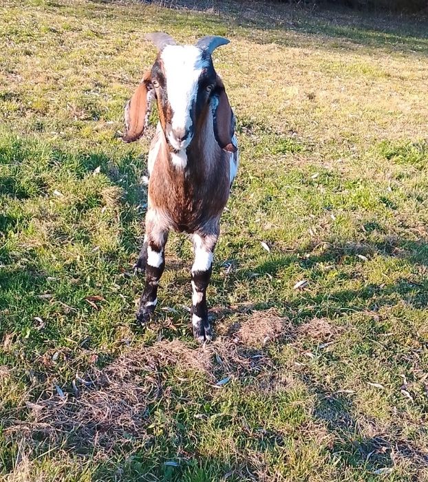 ТЕРМІНОВО!!!Козел Англо-нубієць,продам козлика (НЕ НА М'ЯСО)