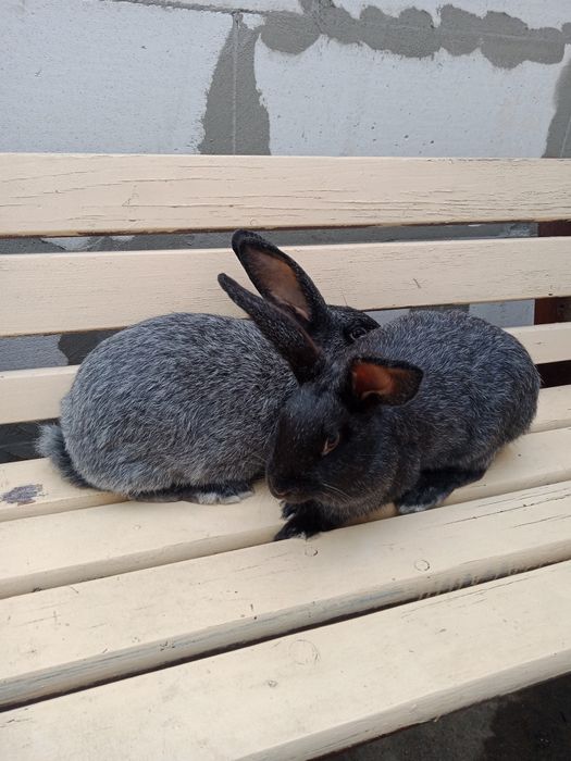 Продам кроликів Полтавське Срибло