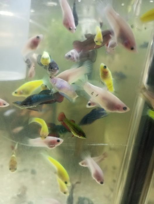 Півники плакатні