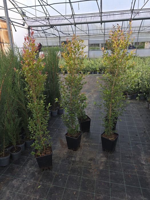 Eugenia newport ornamental