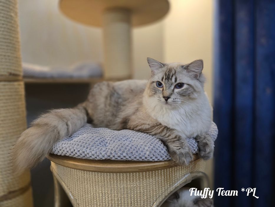 Kocurek Ragdoll Harley