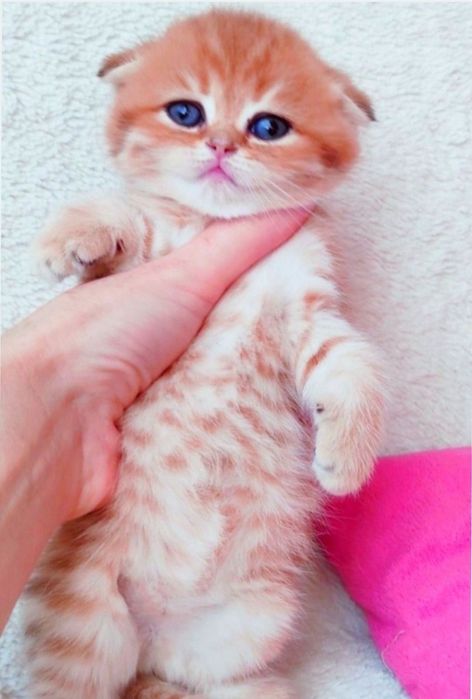 Золота тігрулька дівчинка очаровашка